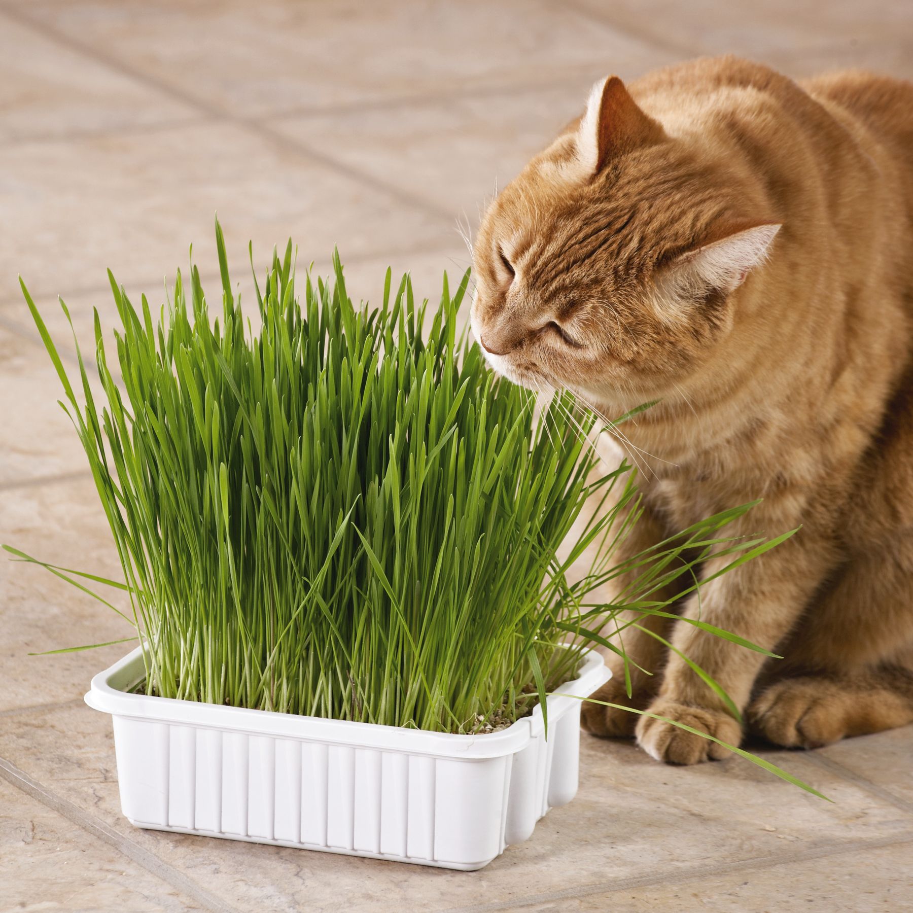 Whisker City® Grass Plus Tub Cat Grass size: 5.25 Oz | Shop Your Way