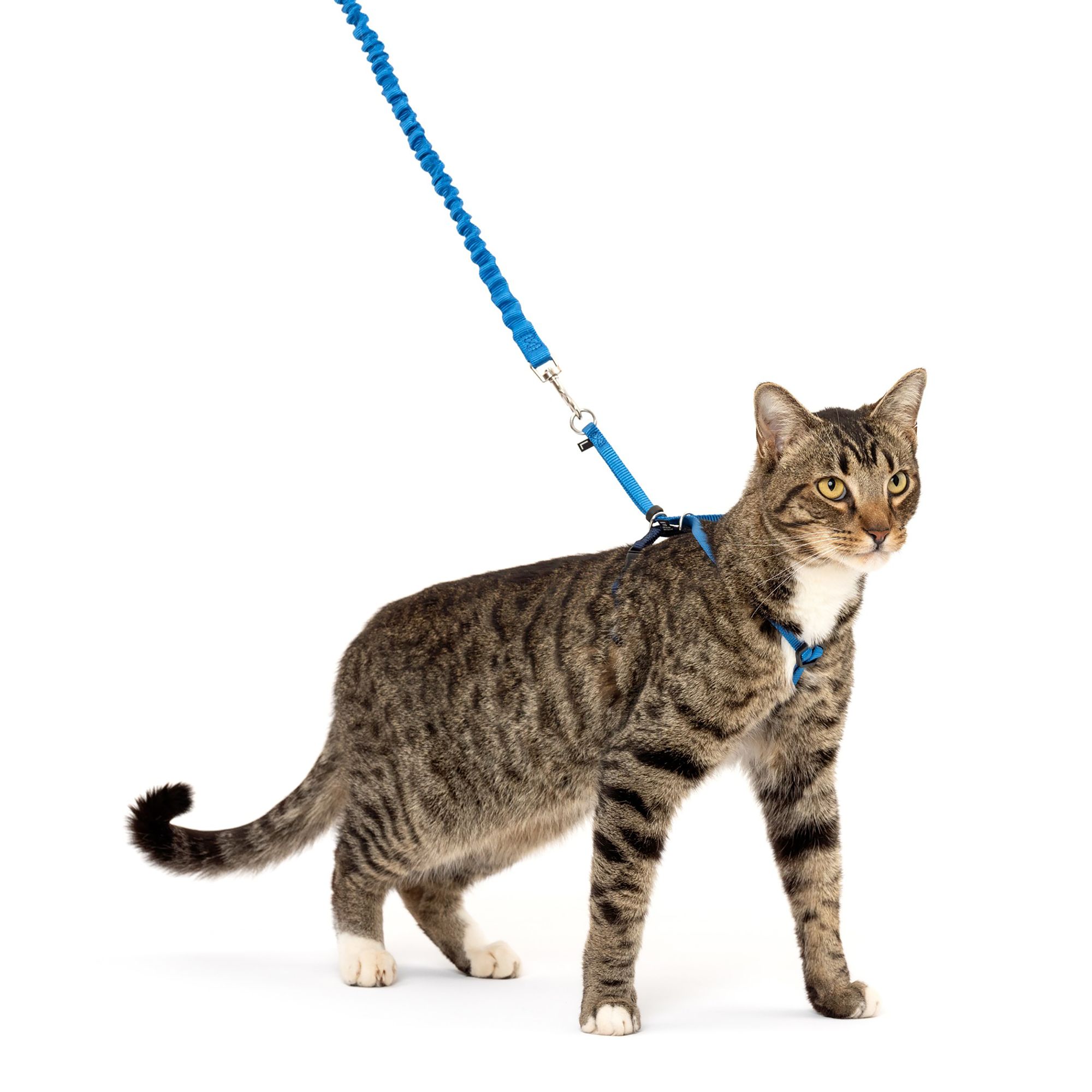 PetSafe® Come With Me Kitty, Cat Harness, and Cat Bungee Leash, Multiple Sizes & Colors (Large)
