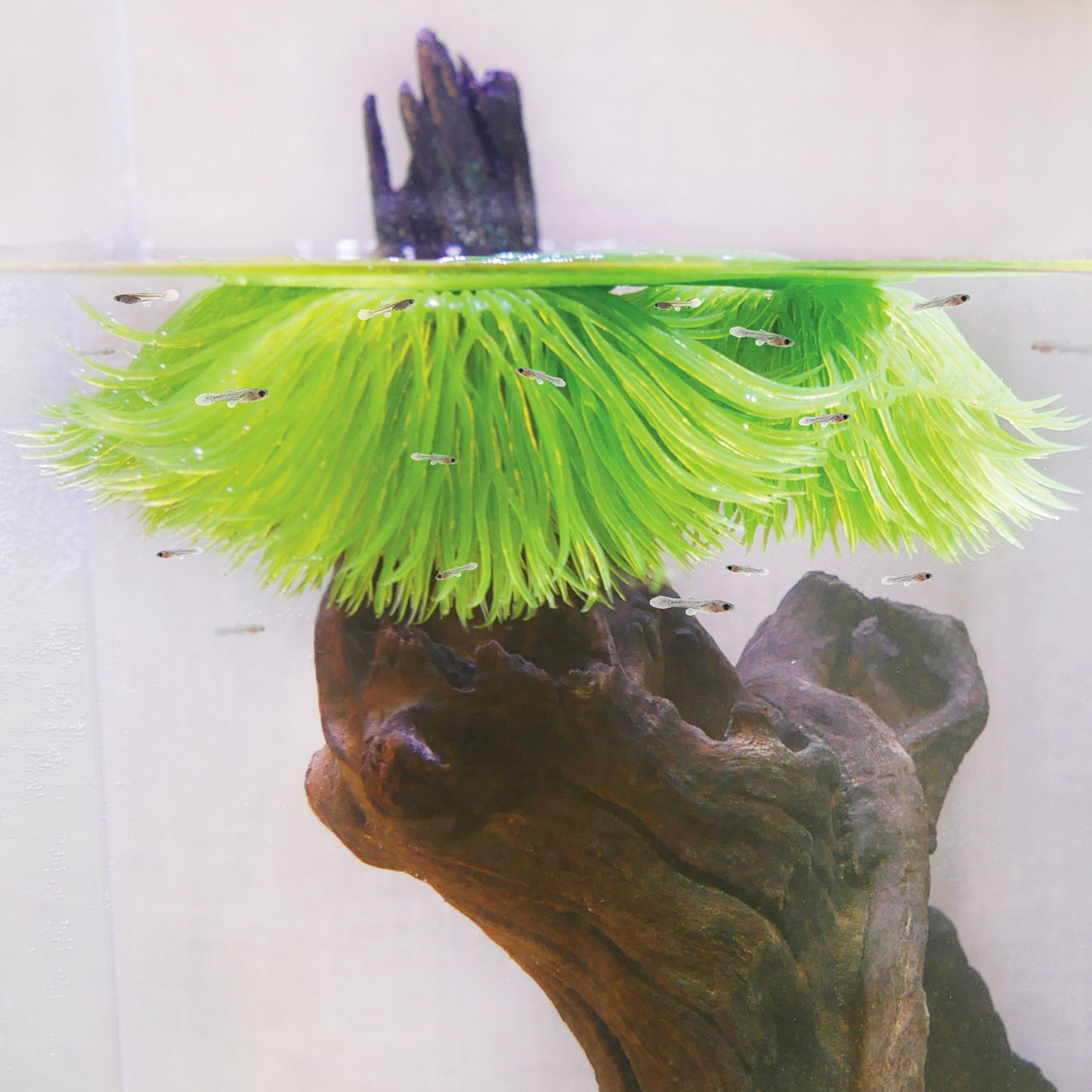 Penn-Plax Fish Breeding Grass - Aquarium Breeder Accessory for Fish Tanks