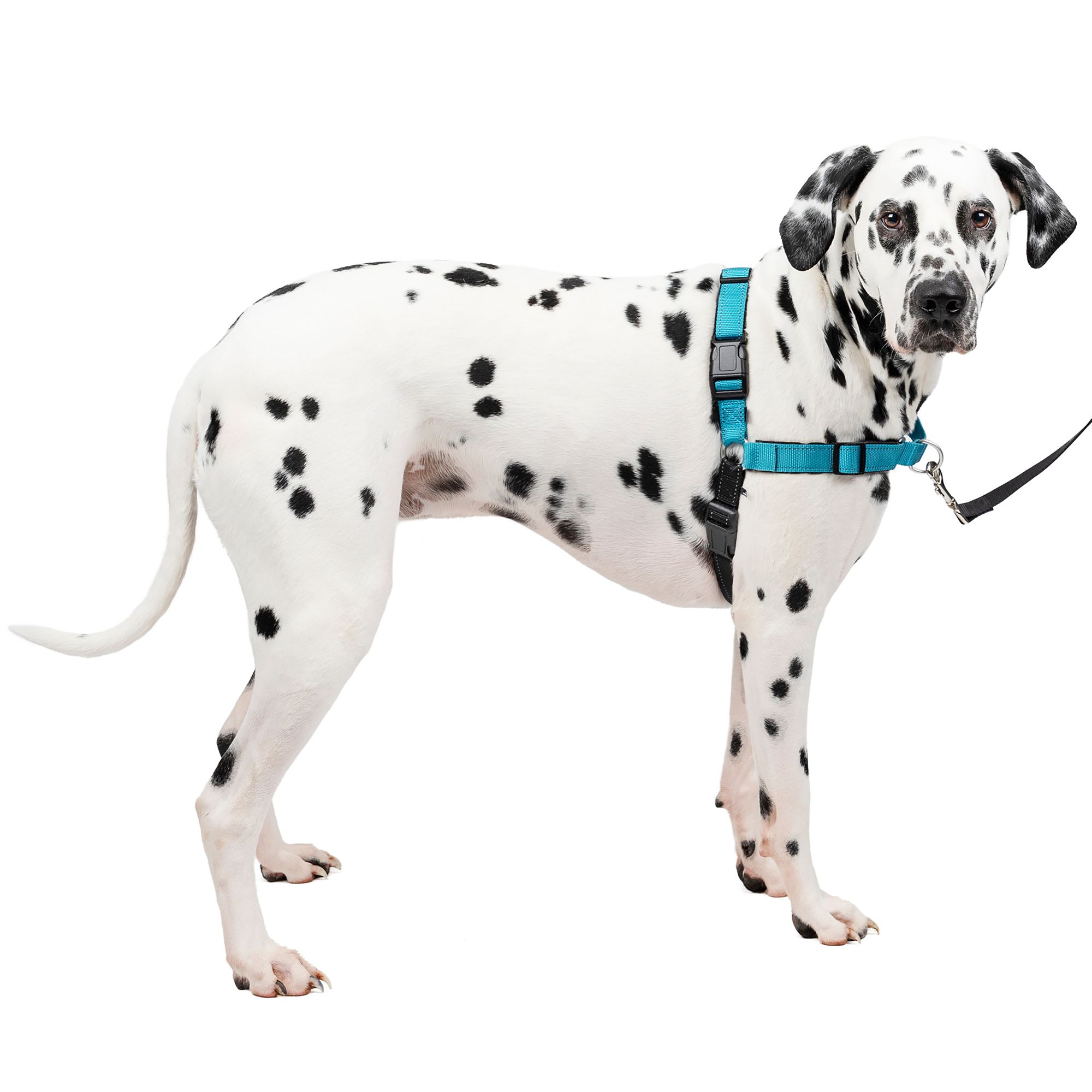 PetSafe Easy Walk Deluxe No Pull Harness, Size: Large | Neoprene PetSmart