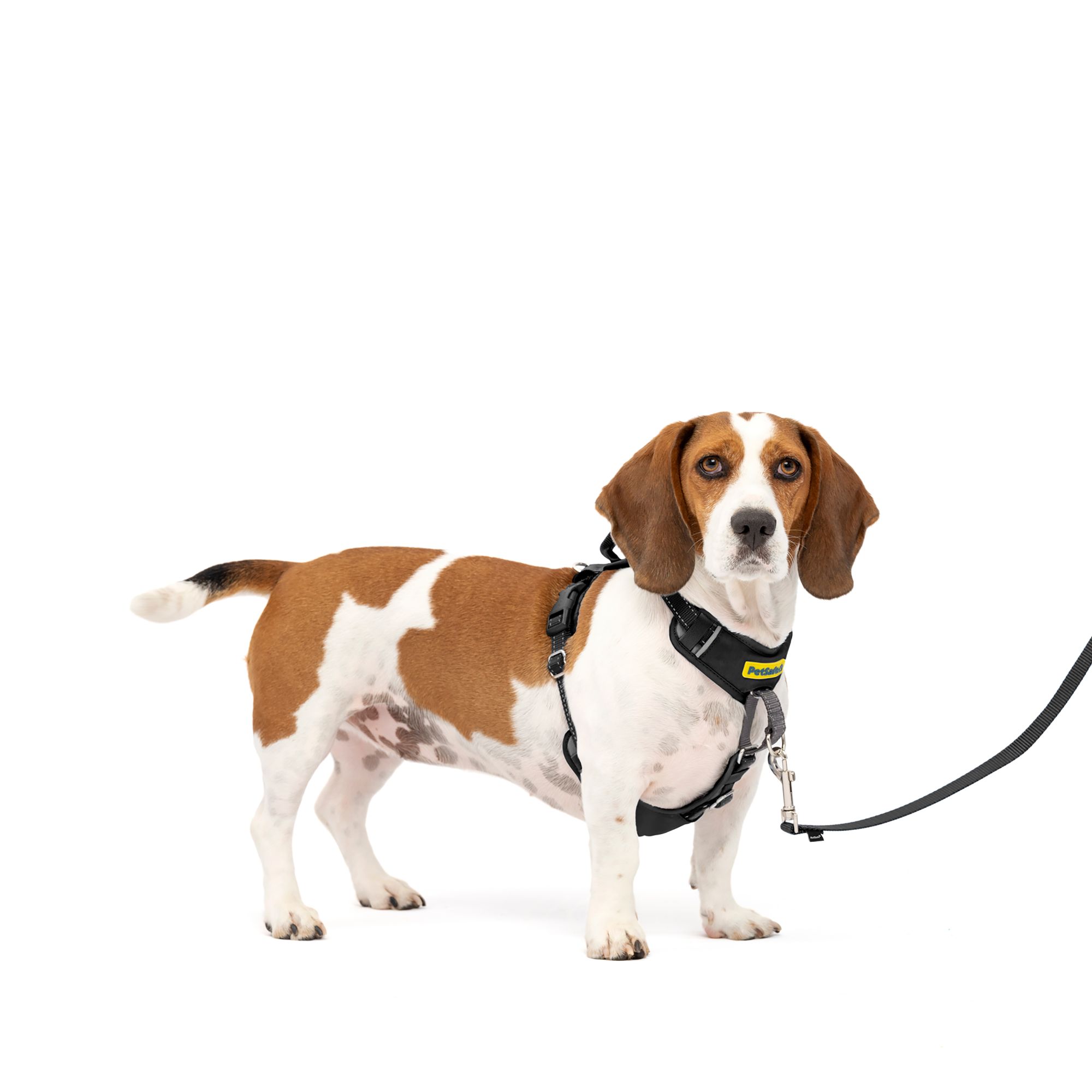 PetSafe Easy Walk Comfort Harness in Black, Size: Small | PetSmart