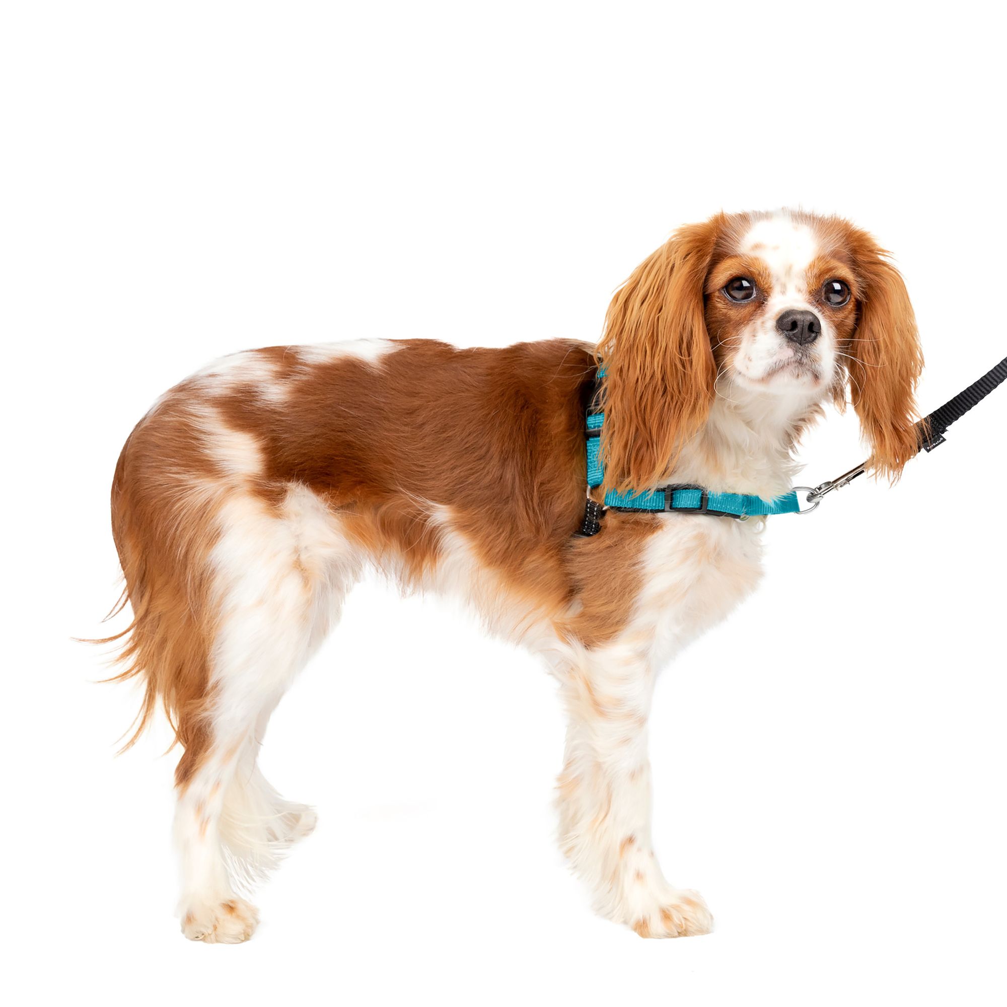 PetSafe Easy Walk Deluxe No Pull Harness, Size: Small | Neoprene PetSmart