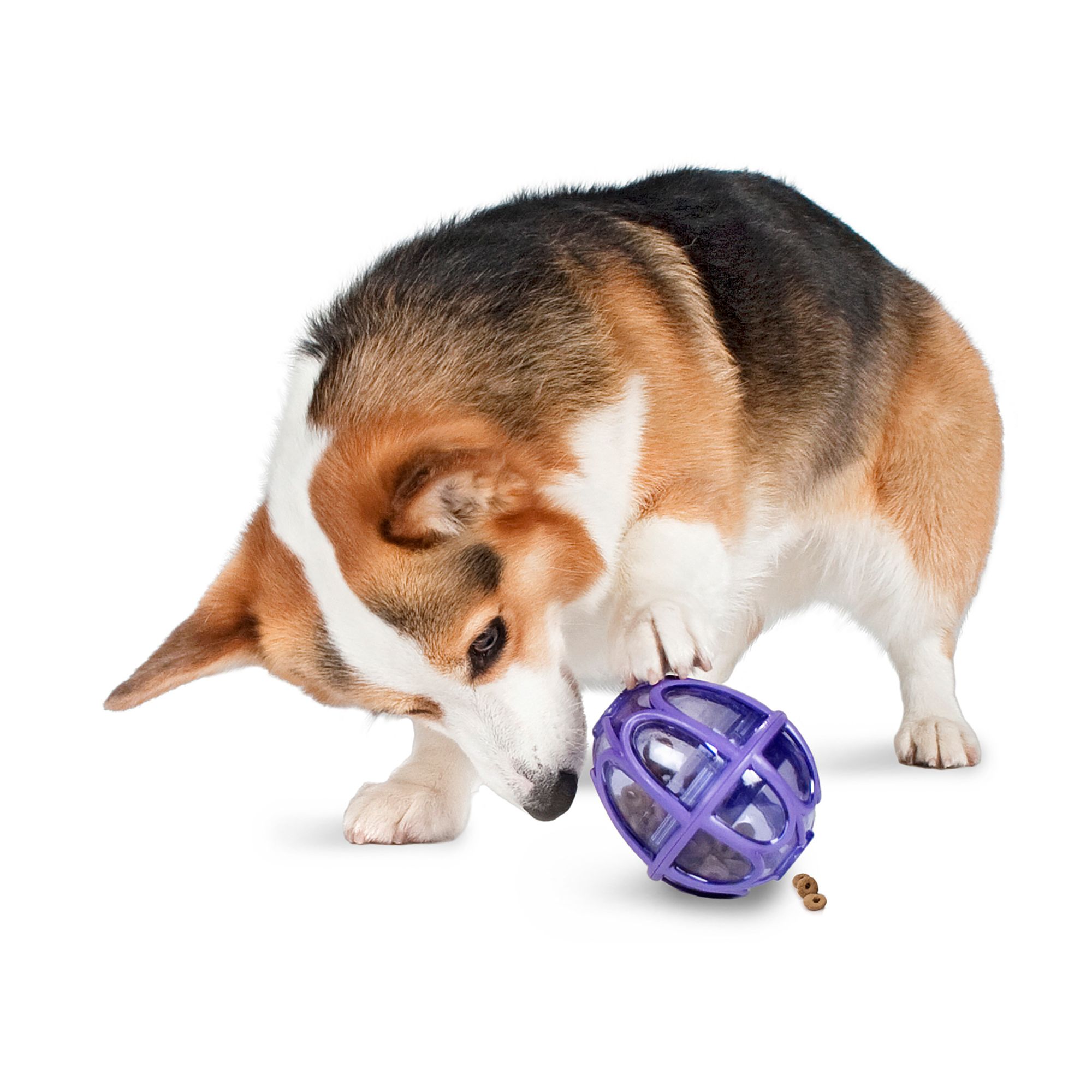 PetSafe Busy Buddy Kibble Nibble Dog Toy, Size: Small | PetSmart