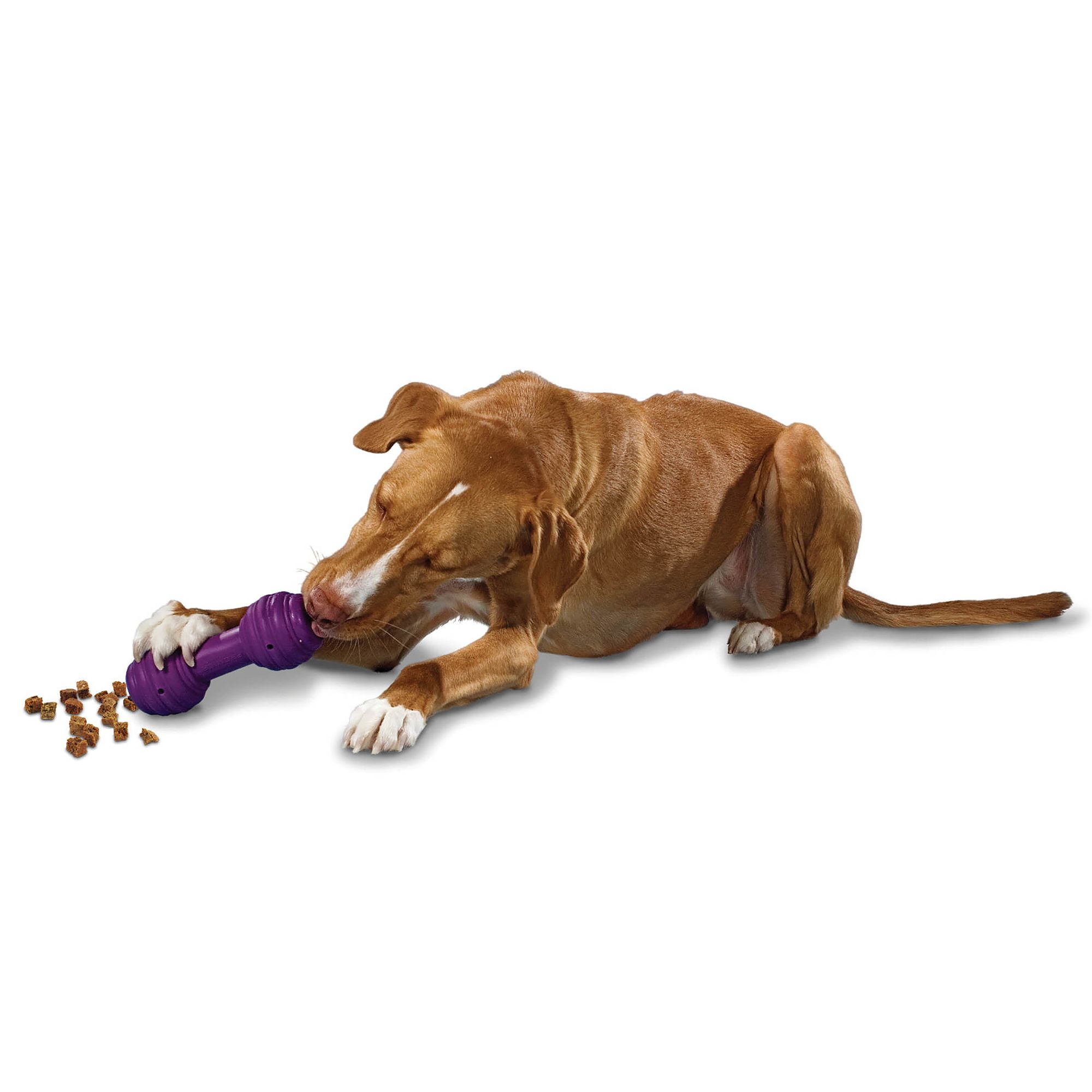 PetSafe Busy Buddy Chuckle Treat Dispensing Dog Toy in Purple, Size: Medium/Large | PetSmart