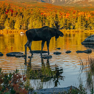 A moose walks in a lake