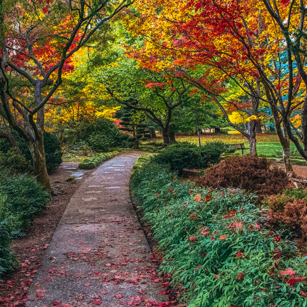 A path with fall colors in  Lithia Park