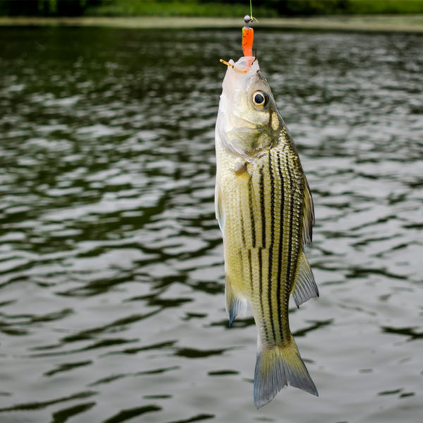 Striped Bass on a fishing line