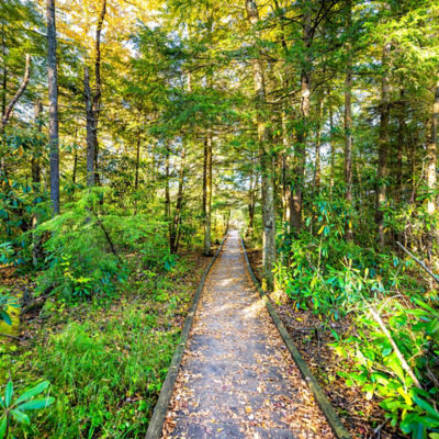 View in jungle pine forest path with wooden boardwalk trail in autumn fall season at sunset in Cranberry Glades Wilderness in West Virginia