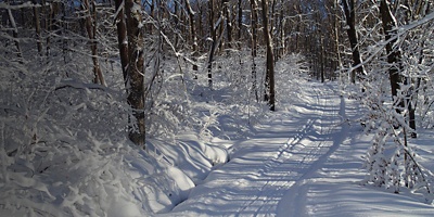 Cross Country Skiing trails in the Woods at Laurel Ridge State Park in the Laurel Highlands of Pennsylvania
