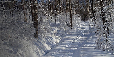 Cross Country Skiing trails in the Woods at Laurel Ridge State Park in the Laurel Highlands of Pennsylvania