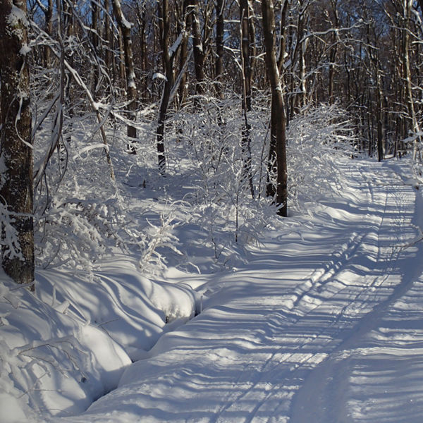 Cross Country Skiing trails in the Woods at Laurel Ridge State Park in the Laurel Highlands of Pennsylvania
