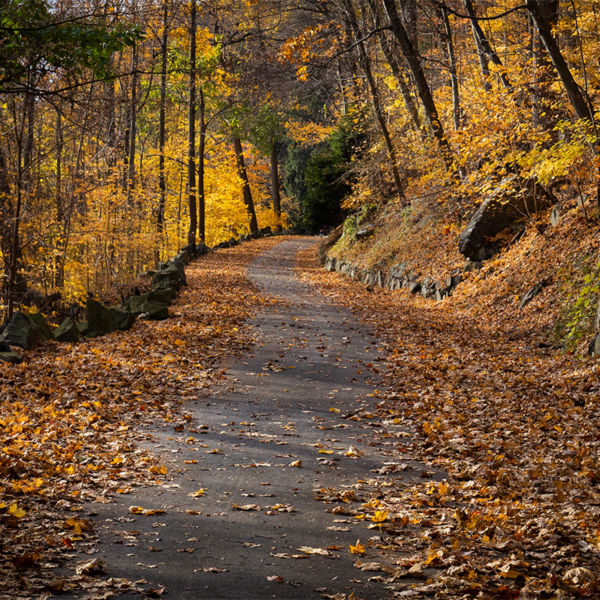 Colorful fall foliage surrounds a road at New Jersey's Palisades Interstate Park. 