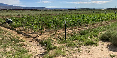 Restoration efforts in New Mexico via the Acoma Pueblo Traditional Farm Corps