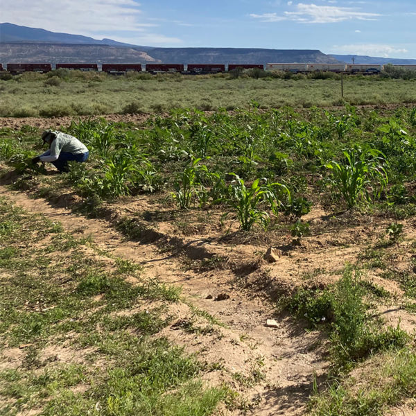 Restoration efforts in New Mexico via the Acoma Pueblo Traditional Farm Corps
