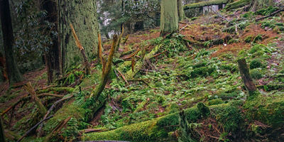 Seneca Trail old growth forest in Cook Forest State Park