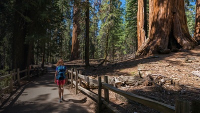 Young woman is walking and looking at the giant sequoia trees in General Grant Grove section of Kings Canyon National Park, California