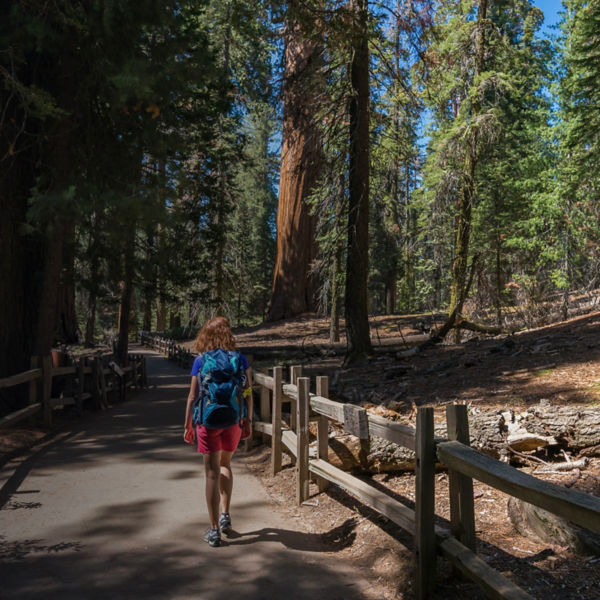 Young woman is walking and looking at the giant sequoia trees in General Grant Grove section of Kings Canyon National Park, California