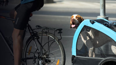 Dog being carried by bicyclist in a trailer box