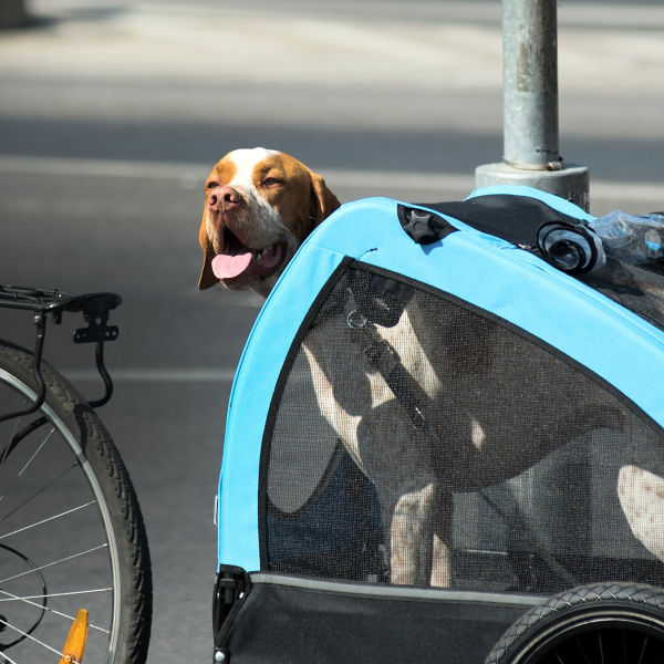 Dog being carried by bicyclist in a trailer box