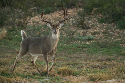 Ten Essential Steps to Prepare for Deer Season
