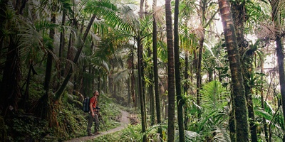A man looks on at El Yunque in Puerto Rico