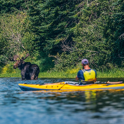 A man paddles a kayak past a moose on the Penobscot River in Northern Maine. This river is part of the Northern Forest Canoe Trail.