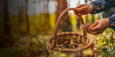 Woman picking mushroom in the forest with a basket