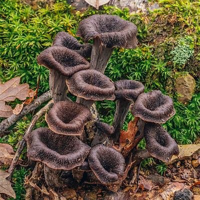 Black trumpet mushrooms found in the forest