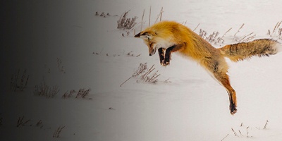 A fox hunts in Hayden Valley Yellowstone National Park