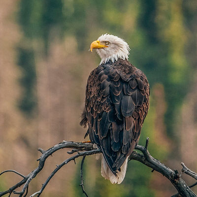 A Bald Eagle of the Rocky Mountains, Colorado