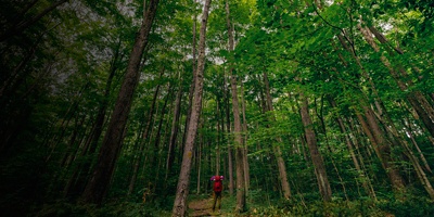 A backpacker hikes on the Laurel Highlands Hiking Trail