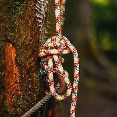 Red white and blue figure 8 on a bight knot tied to a tree as climbing belay