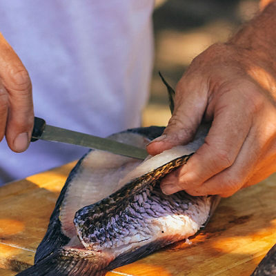 A man cuts a fresh fish open