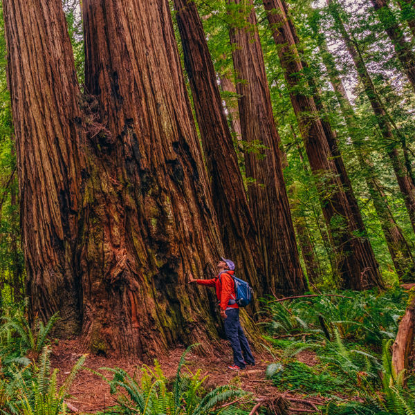 A man looks up at massive coast redwood trees in Jedediah Smith State Park's Stout Grove.