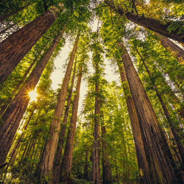 Looking up on the Redwoods at Jedediah Smith State Park, Redwoods National Park, California