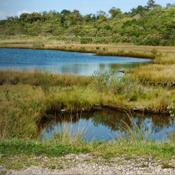 Eastern end of the Paumonok Trail, Big Reed Nature Trail by Little Reed pond in Indian Fields