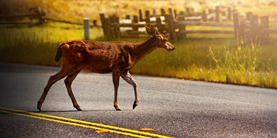 A deer walks across the road in Virginia 