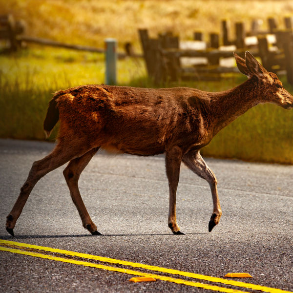 A deer walks across the road in Virginia 