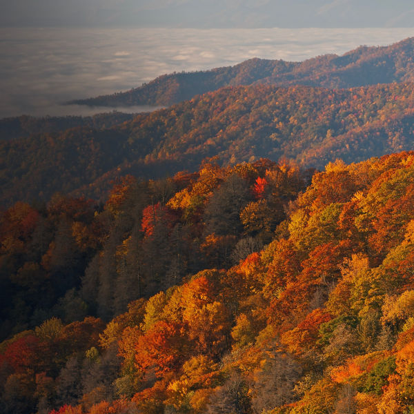 Autumn landscape of the Smoky Mountains in fog, Deep Creek Overlook, Great Smoky Mountains National Park, North Carolina