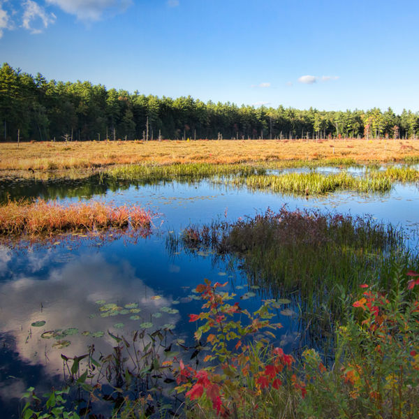 A beautiful wooded marsh in Pawtuckaway State Park with cloud reflections and autumn colors