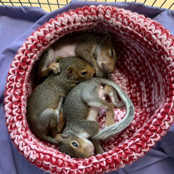 Baby squirrels at Rockfish Wildlife Sanctuary