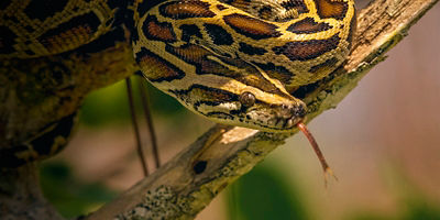A Burmese Pythons at Everglades National Park  