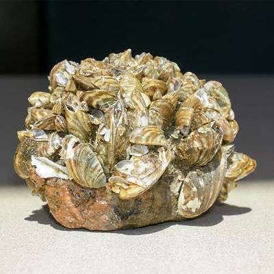 Invasive Zebra Mussels of Isle Royale National Park 