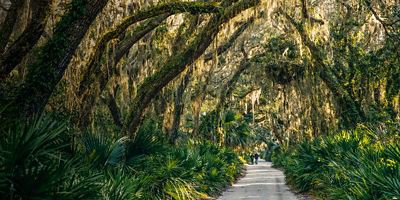 A path along Cumberland Island National Seashore