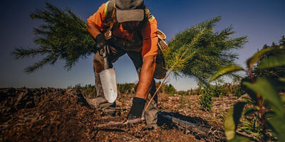 A tentree worker planting trees