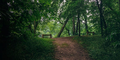 A view of the Gold dust trail in Powhatan State Park