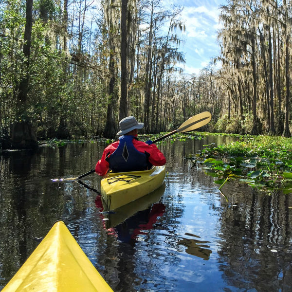 kayaking with alligators in the Deep South in Georgia's Okefenokee National Wildlife Refuge.