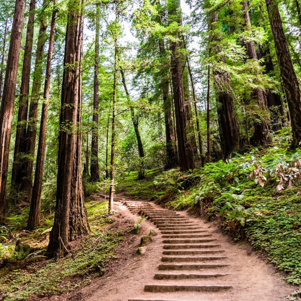 Hiking trail going through redwood forest of Muir Woods National Monument, north San Francisco bay area, California