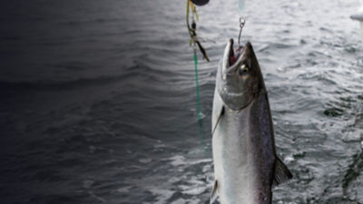 Small Chinook salmon hooked on a lure in the Puget Sound, Washington state