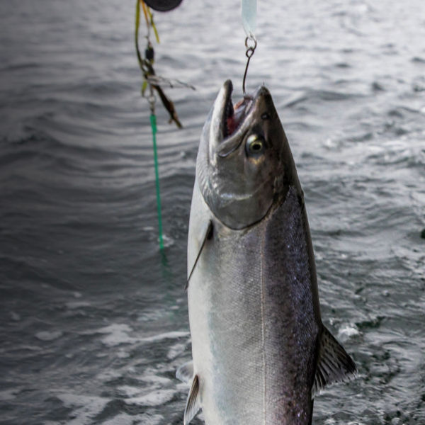 Small Chinook salmon hooked on a lure in the Puget Sound, Washington state